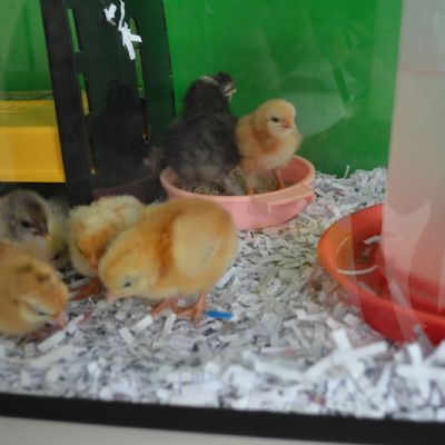 Baby Chicks (39)